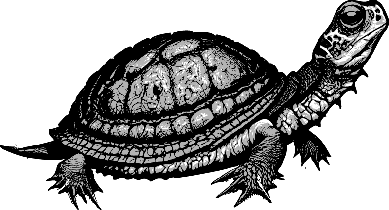 Tortoise - Turtle Icon