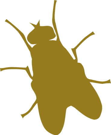 Fly Insect Icon
