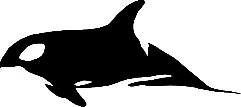 Orca Whale