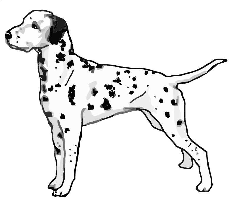 Dalmatian Standing – Summer Fey Foovay