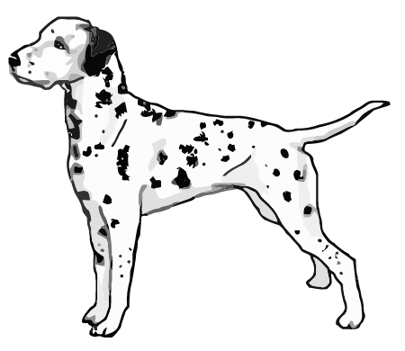 Dalmatian Standing – Summer Fey Foovay