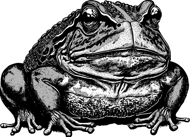 Toad - Amphibian Sign