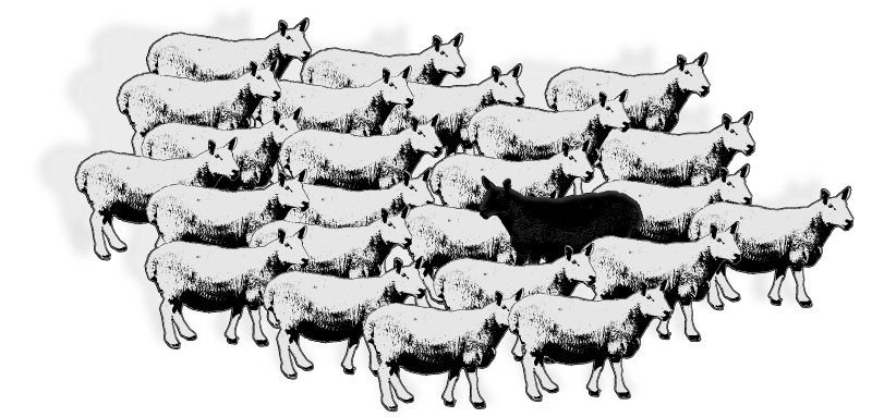 Sheep