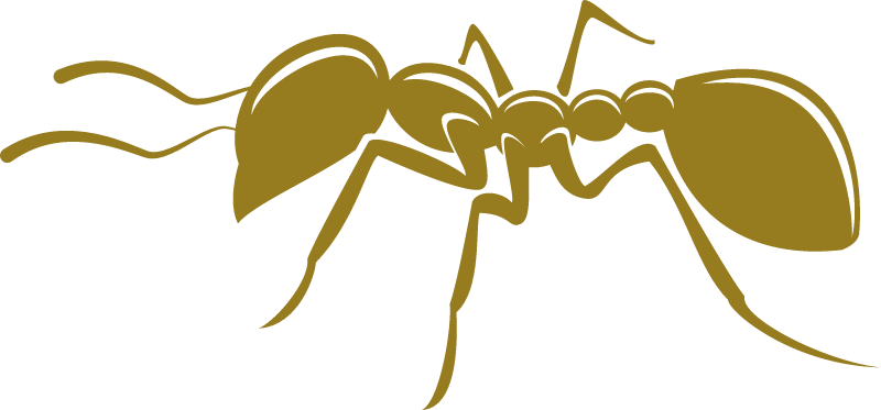 Ant Illustration