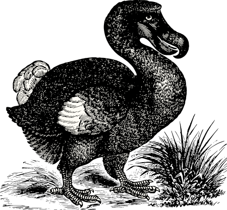 Raphus cucullatus (Dodo Bird)