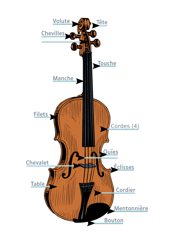 Violin Anatomy in French