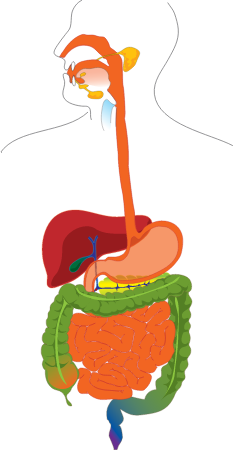Digestive System Diagram (No Labels)