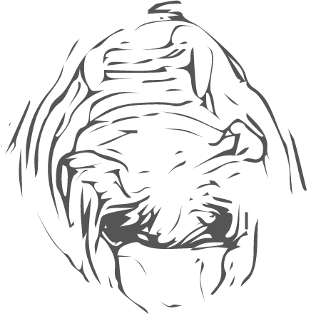 Cat Mouth Roaring Line Art