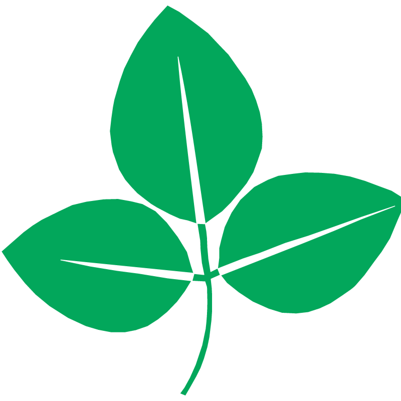Soya Bean Plant with Three Leaves
