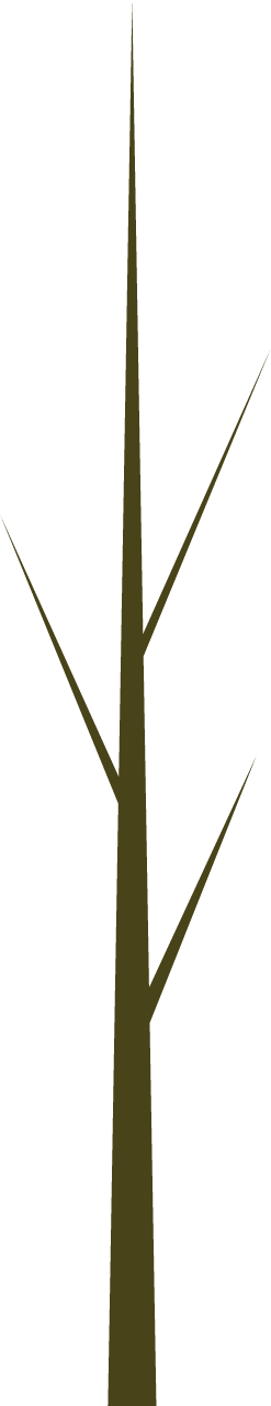 Branch