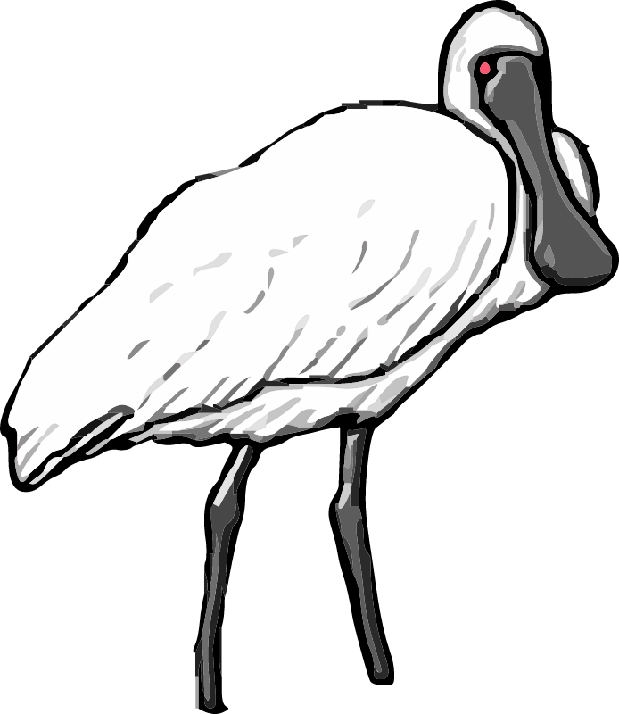 Spoonbill Water Bird