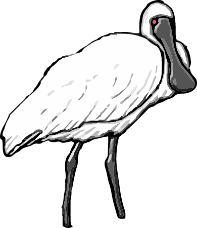 Spoonbill Water Bird