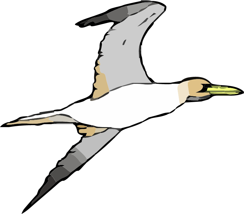 Gannet Seabird