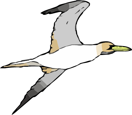 Gannet Seabird