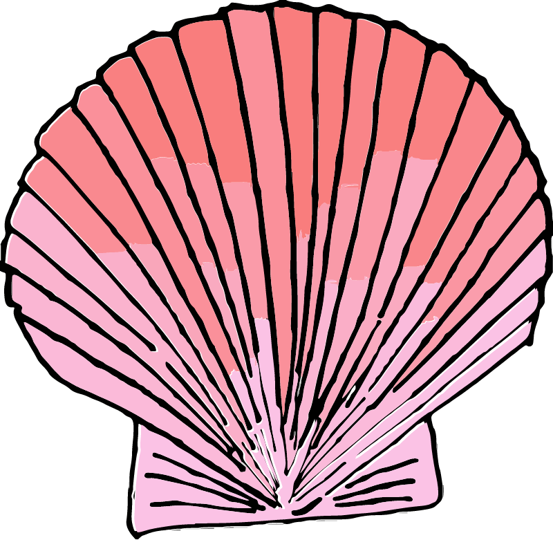 Pink Fanshell