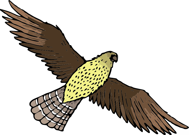 Hawk in Flight