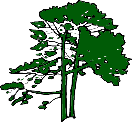 Silhouette of Pine Trees