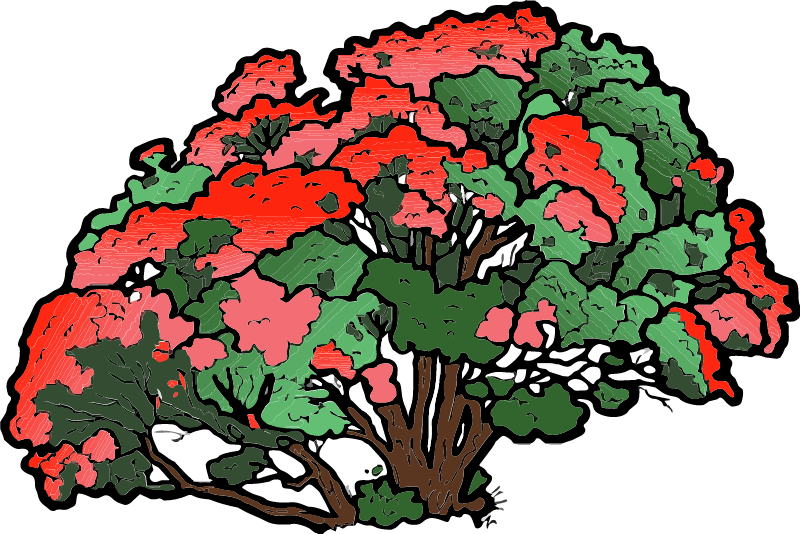 Pohutukawa Tree (NZ Christmas Tree)