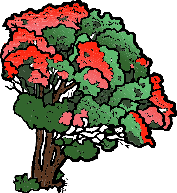 Flowering Pohutukawa Tree