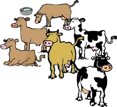 Herd of Cows - Group Animal
