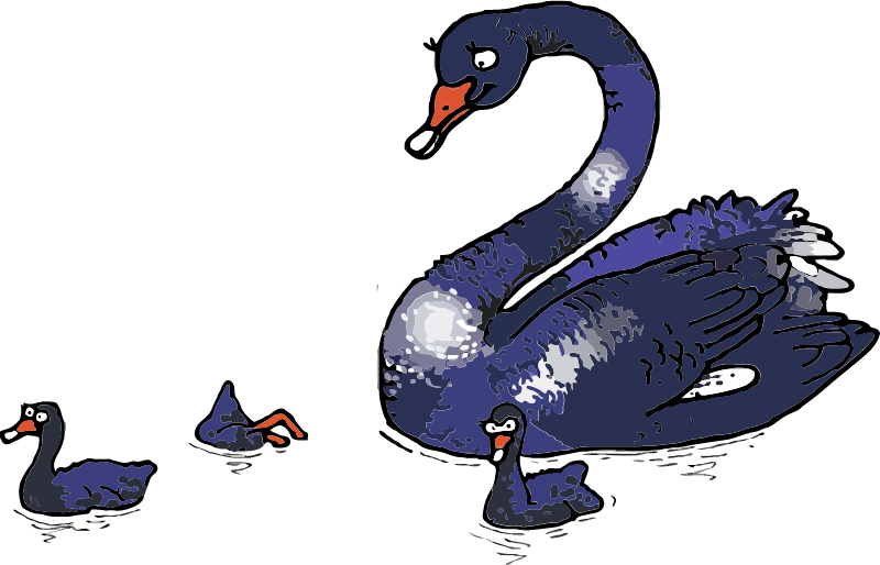Black Swan with Chicks