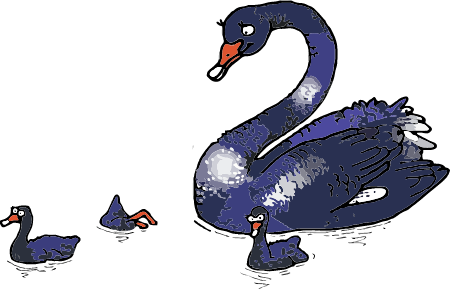 Black Swan with Chicks