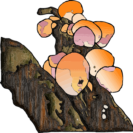 Fungus