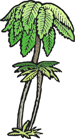 Punga Tree Fern