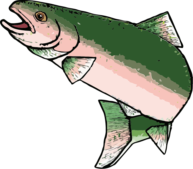 Rainbow Trout