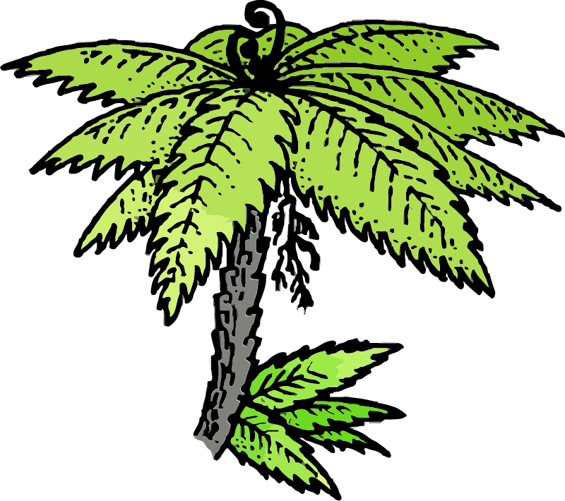Punga Tree Drawing
