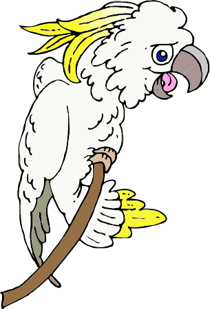 Australian Cockatoo Bird