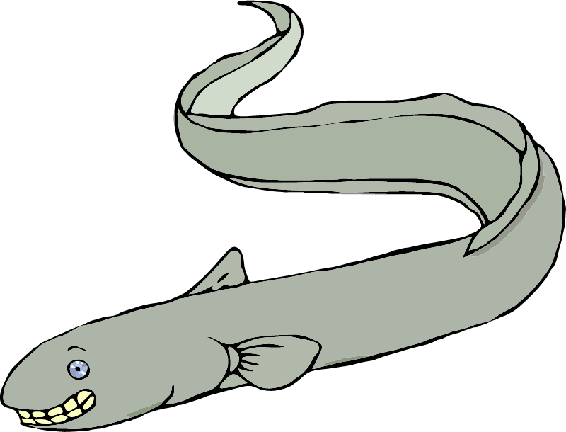 Smiling Eel