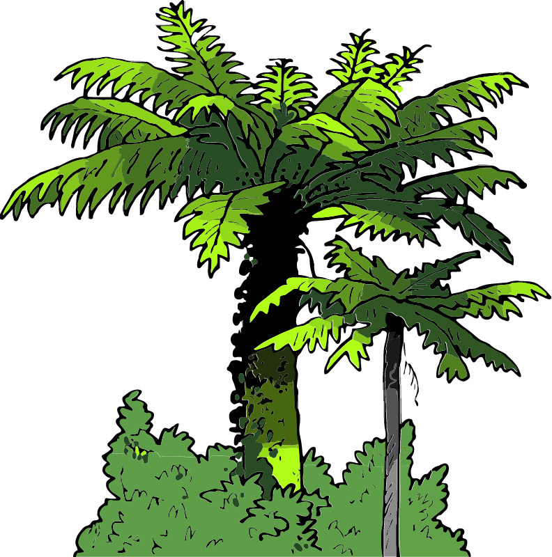 Fern Trees in New Zealand (Punga)