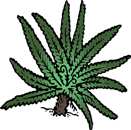 New Zealand Fern