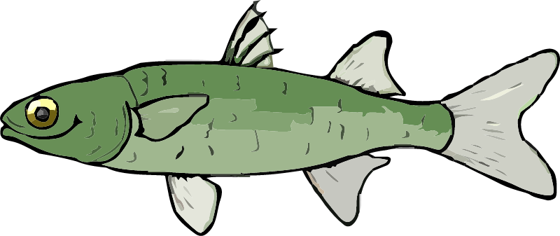 Green Mullet Fish