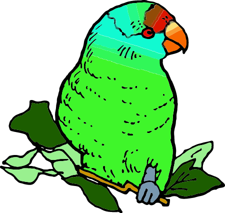 Australian Green Parakeet