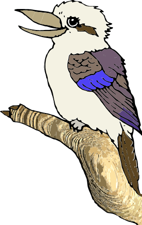 Kookaburra Bird