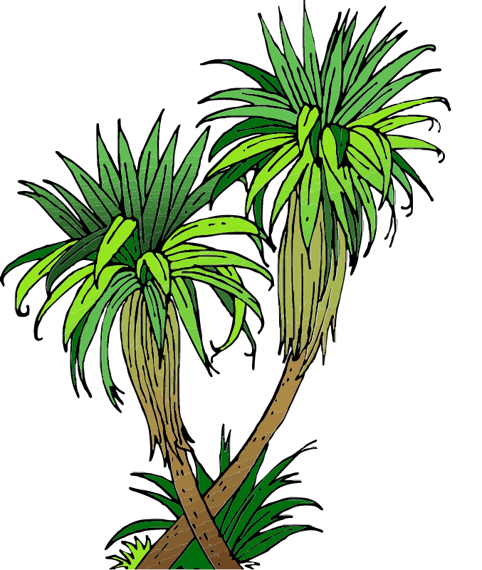 Cabbage Tree - Maori Heritage
