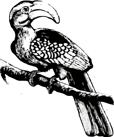 African Hornbill