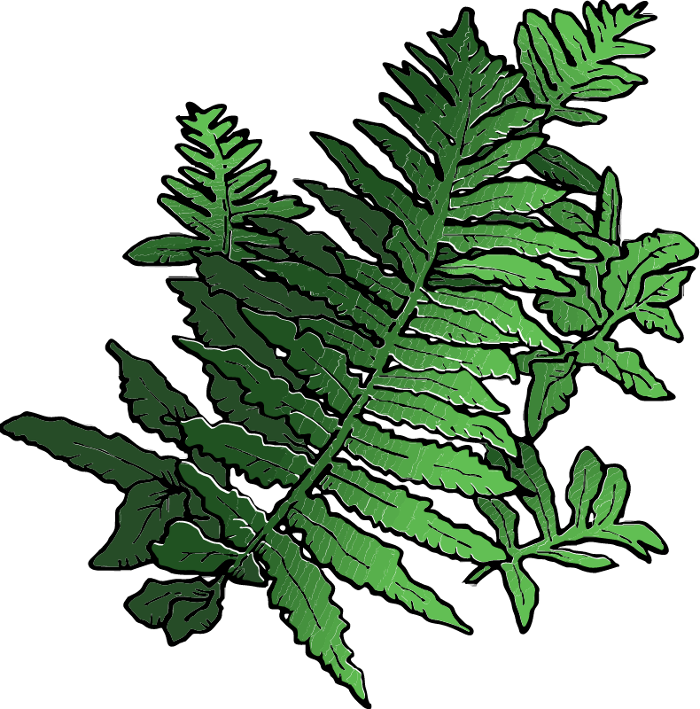 Fern Leaves