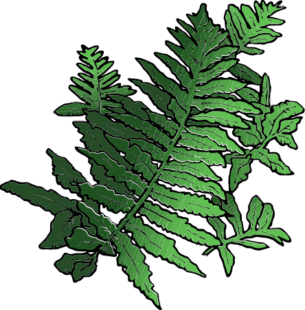 Fern Leaves