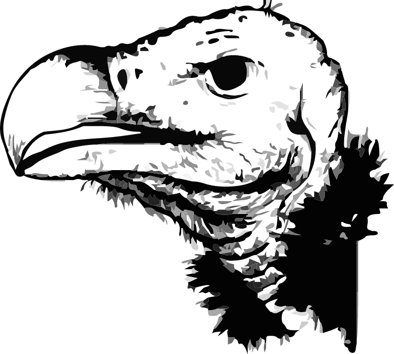 Vulture Line Drawing