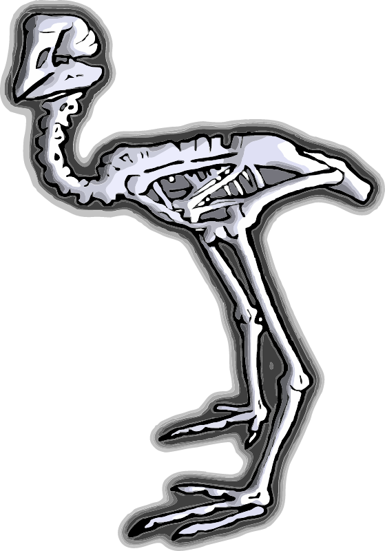 Moa Bird Fossil
