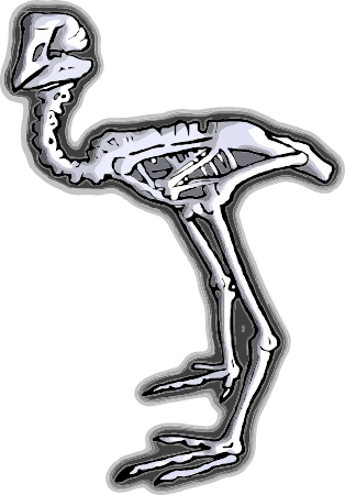 Moa Bird Fossil