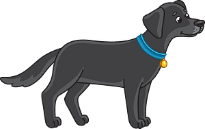 Black lab