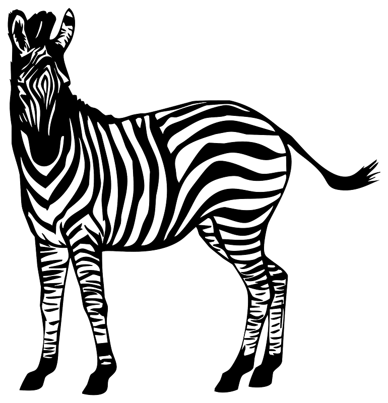 Zebra