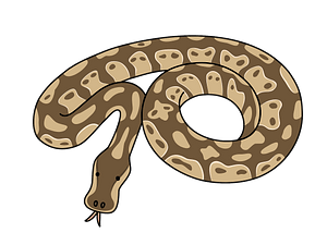 Python snake