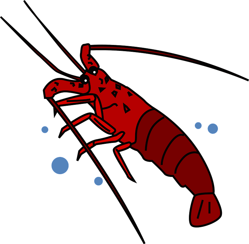 Japanese spiny lobster