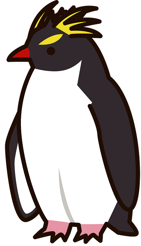 Southern rockhopper penguin