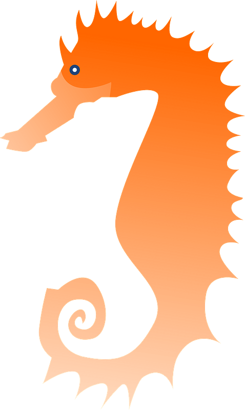 海馬